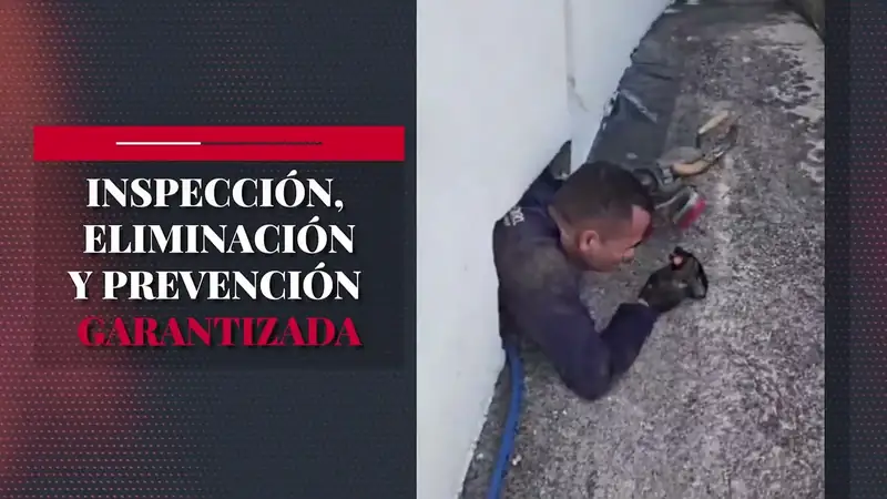 Técnico de FumiClean inyectando tratamiento contra comején en la base de una pared